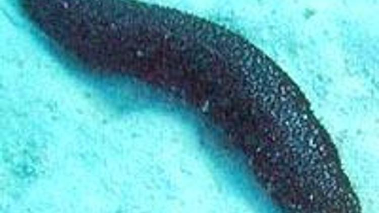 Deniz hıyarı bilimcileri şaşırttı
