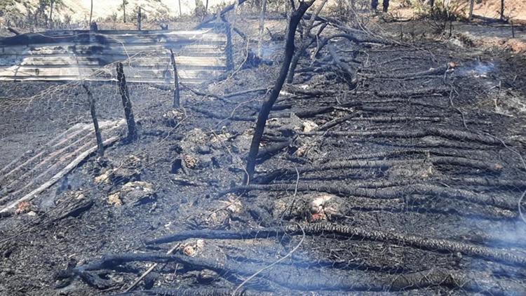 Çanakkalede ağıl yangınında 150 oğlak öldü