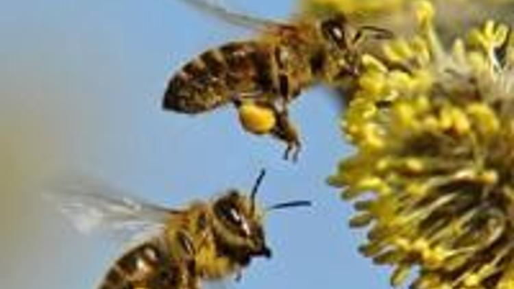 Arılar için büyük tehdit