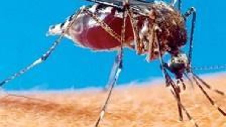 4 milyon sivrisinek yakaladı