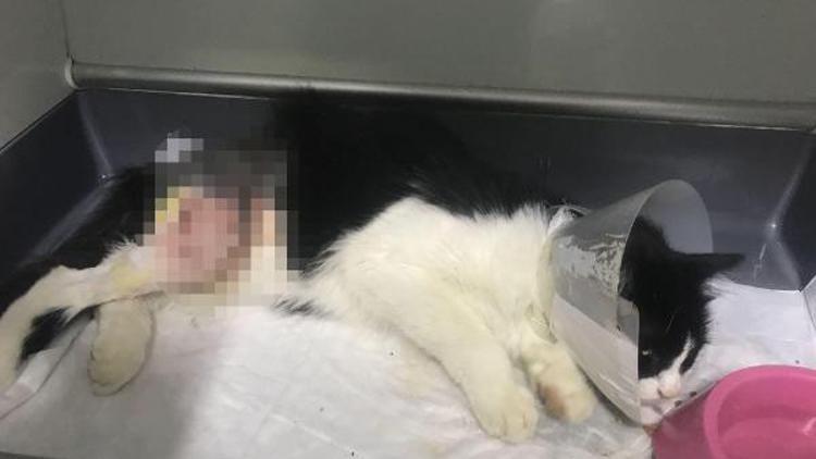 Beslediği sokak kedisine otomobille çarptı, veterinere götürdü