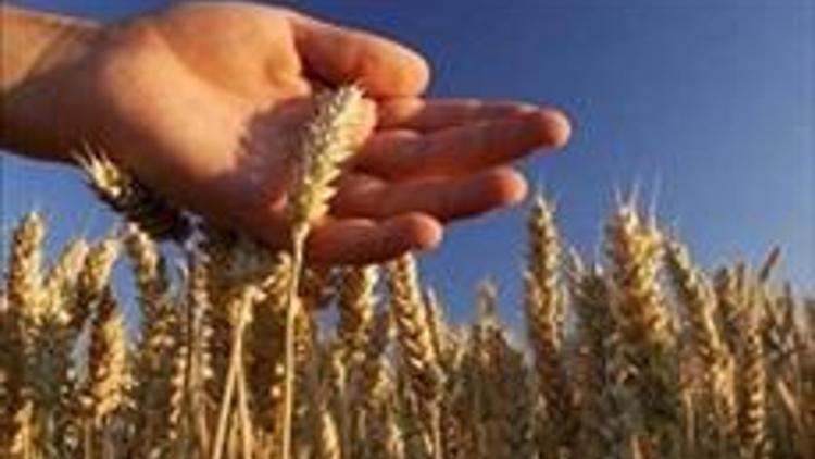 Buğday alım fiyatı açıklandı
