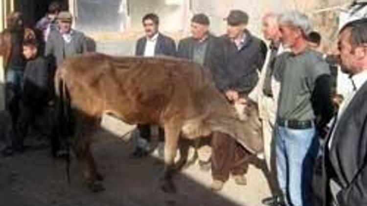 Devletin dağıttığı inekler hastalıklı çıktı