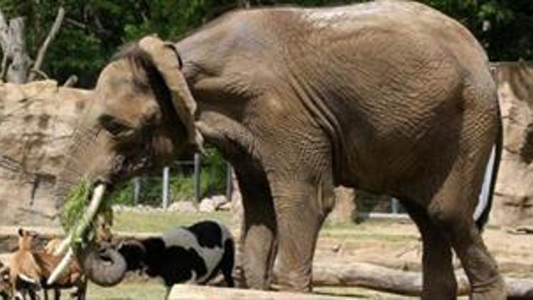 Europas ältester afrikanischer Elefant ist 50