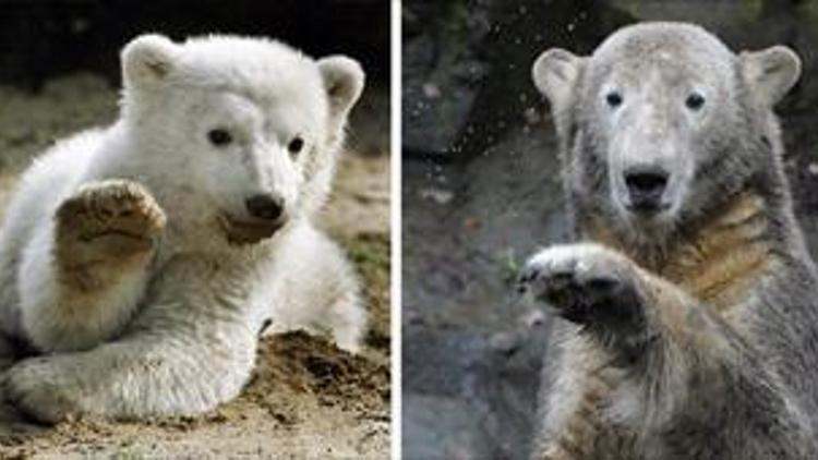 Eisbär Knut als Präparat im Naturkundemuseum