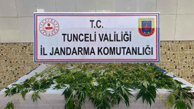 Tunceli’de evinin bahçesinde ekili 227 kök keneviri ile yakalanan kişi gözaltına alındı