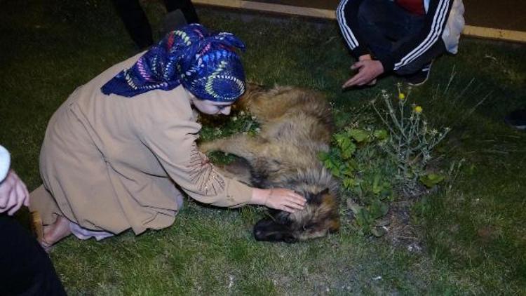 Haberden dönen gazeteciler, otomobilin çarptığı köpeği hayvan hastanesine götürdü