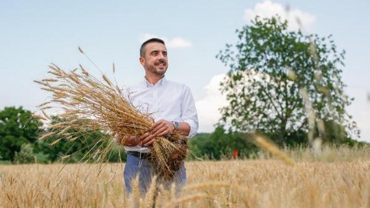 1 liralık ekmek için ekilen buğdayda hasat başlıyor