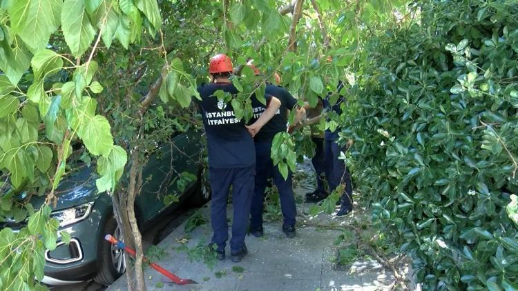 Beşiktaşta ağaç devrildi... Otomobil hasar gördü