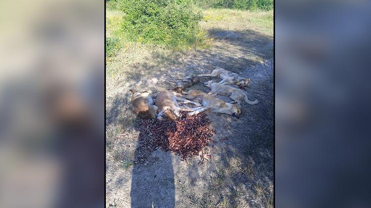 Boluda korkunç olay 6 köpek zehirlenmiş halde ölü bulundu
