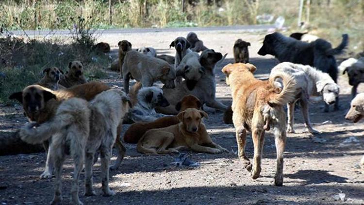 İstanbul Valiliğinden 39 ilçeye sokak köpeklerini toplayın talimatı