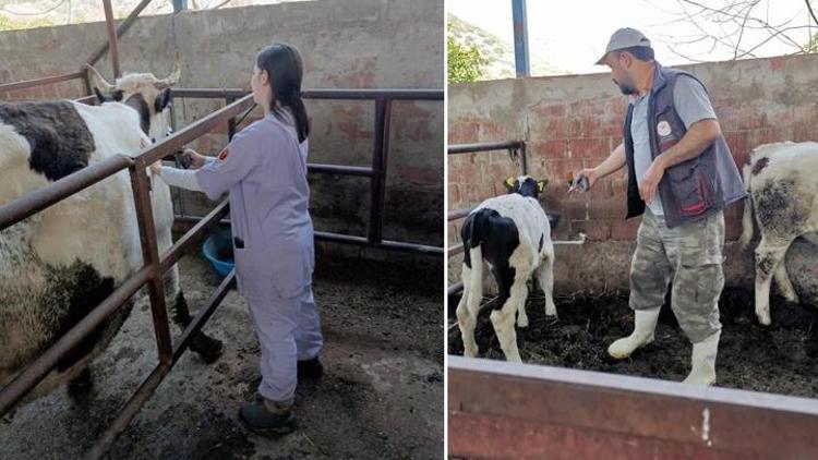 Aydında 21 mahallede şap karantinası