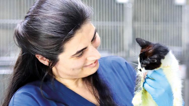 Kezzaplı saldırıya uğrayan kedileri tedavi eden veteriner anlattı: Yaralara tok sevgiye açlar