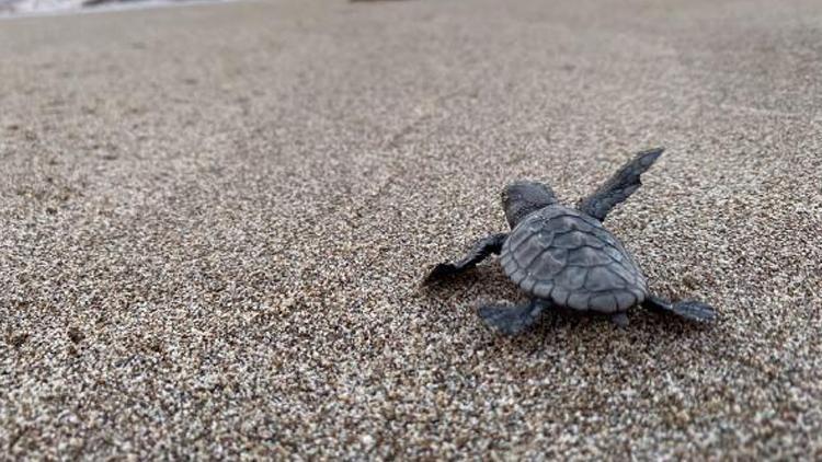 Akdeniz ve Egede kaplumbağaların korunması için yeni adım