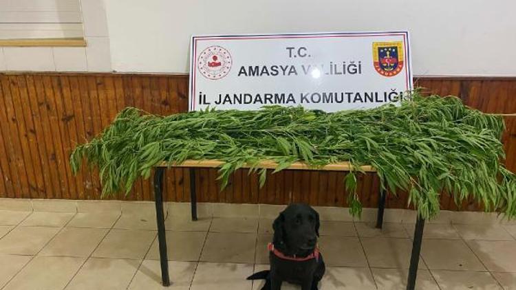 Amasyada uyuşturucuya 1 tutuklama