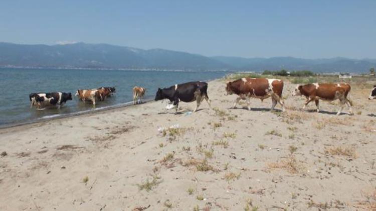 Balıkesirde sıcaktan bunalan inek sürüsü denize girerek serinliyor