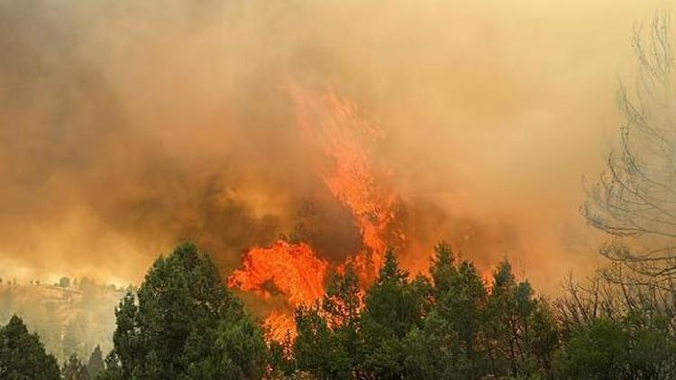Yüksek sıcaklıklar devam edecek... Orman Genel Müdüründen çağrı: Ormana yaklaşma, ateş kullanma, susuz bırakma