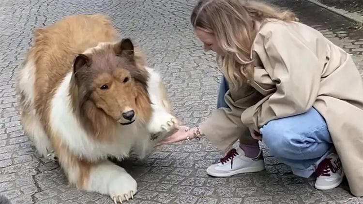 Binlerce dolar harcayıp köpek olmuştu... İlk görüntüler geldi İşte sosyal medyanın konuştuğu o anlar