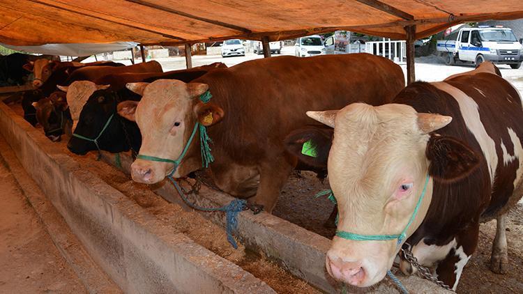 Samsunda hayvan pazarları şap hastalığı nedeniyle kapatıldı... Ekipler harekete geçti