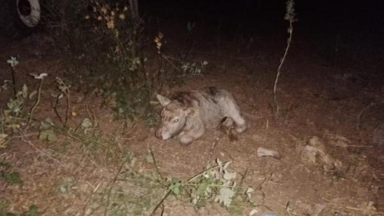 40 metre derinliğindeki mağaraya düşen danayı itfaiye kurtardı