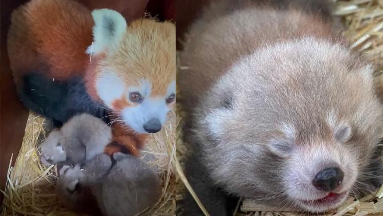 Nesli tükenmekte olan kızıl pandalarda ikiz sevinci