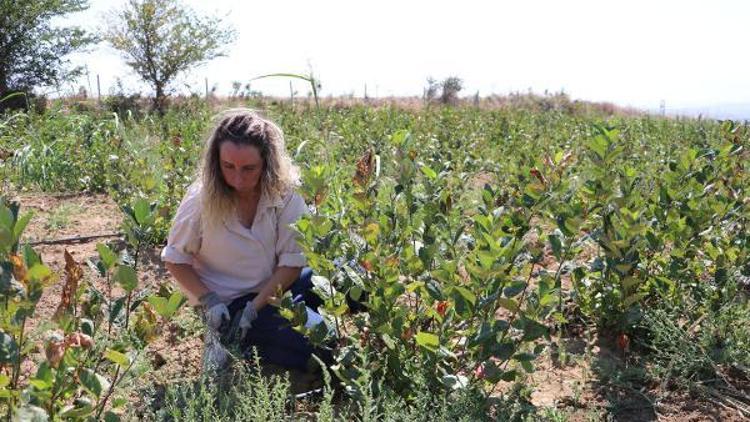 Özel sektördeki işini bırakıp çiftçi oldu