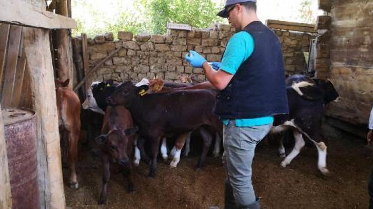 Çorum’da görülen şap hastalığı nedeniyle 15 köy karantinaya alındı