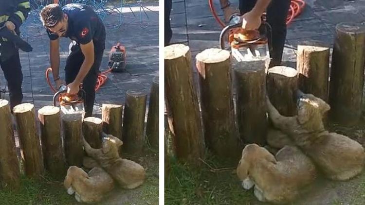 Ayakları kütüklerin arasına sıkışan yavru köpekler kurtarıldı