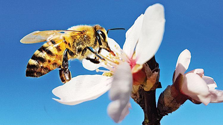 Arılara güzel haber