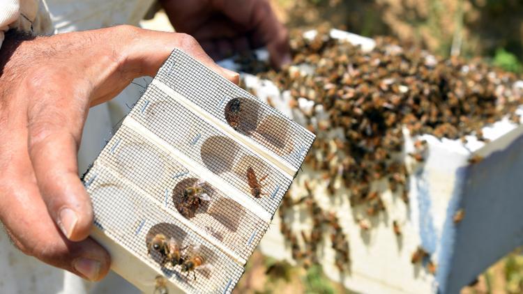 Bakanlık duyurdu Arılara verdiği zararla gündeme gelen 2 pestisitin kullanımı sonlandırılacak