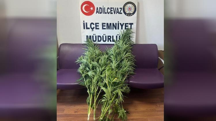 Bitlis’te uyuşturucu operasyonu 10 kök Hint keneviri ele geçirildi