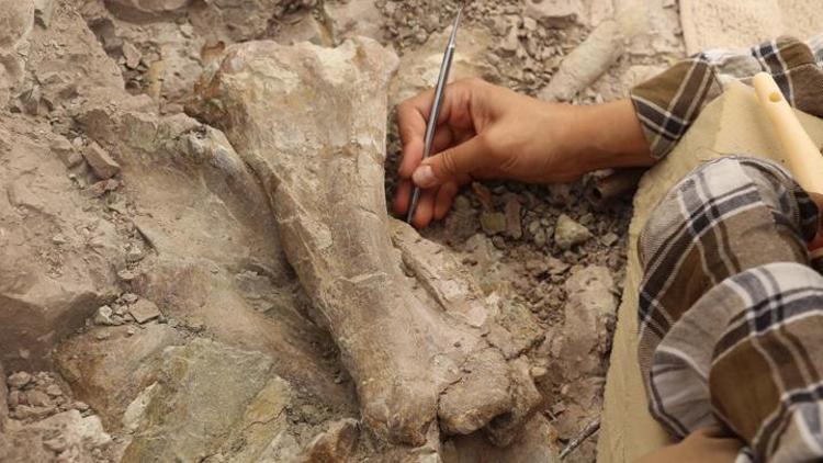Çankırıdaki kazılarda 100 fosil bulundu: 8,5 milyon yıllık