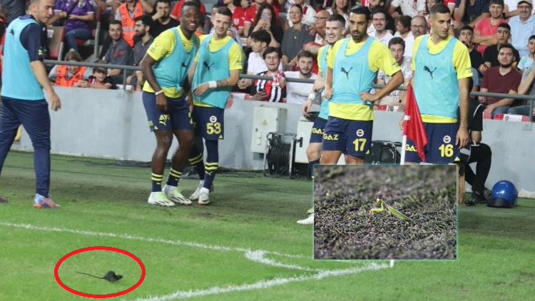 Samsunspor - Fenerbahçe maçında statta hem fare hem de peygamber devesi görüldü