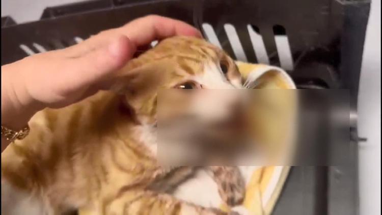 Çenesi kırılmış ve dili kesilmiş halde bulunan kedi öldü