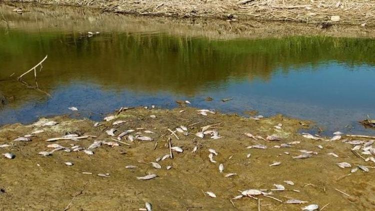 Büyük Menderes Nehrini kuraklık vurdu: Balıklar ölüyor