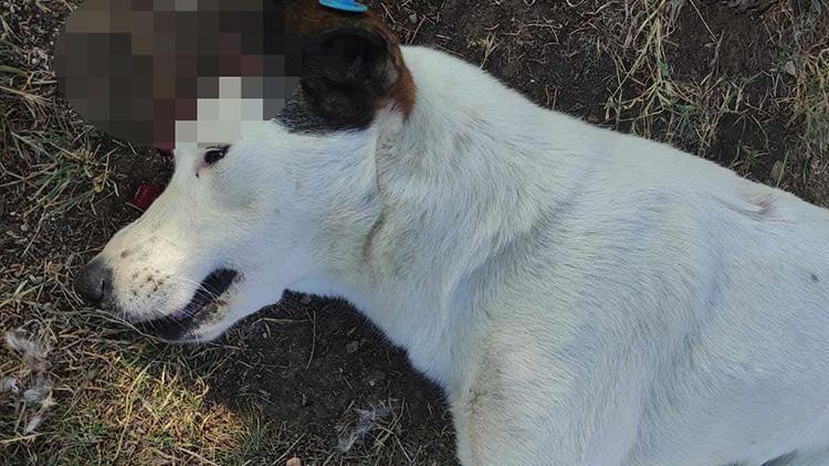 Ölü bulunan köpeğin katili kargalar çıktı