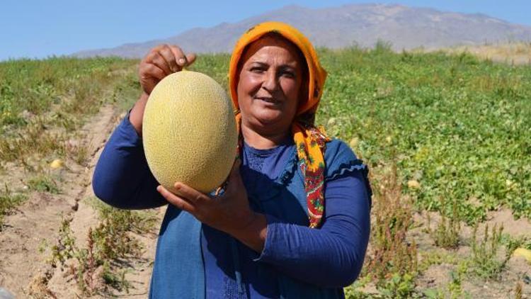 Süphan Dağı eteklerinde kavun hasadı