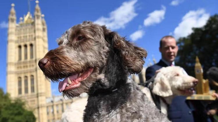 İngiltere, ‘Westminster Yılın Köpeği’ni seçecek