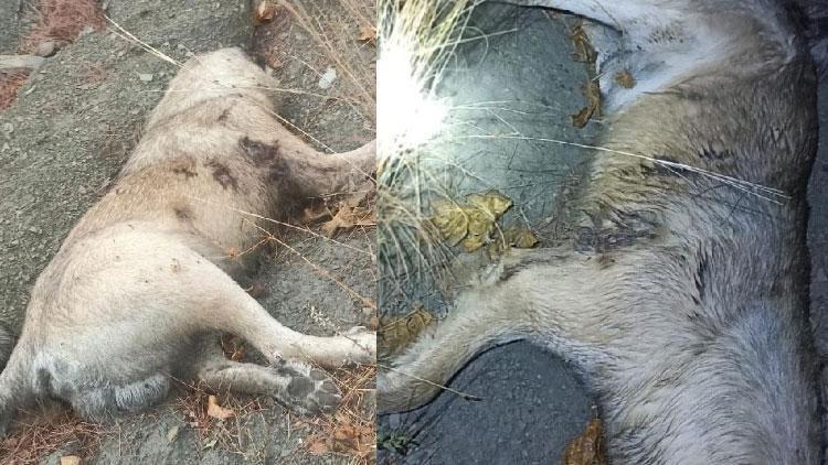 Adanada korkunç olay Komşusunun çoban köpeğini bıçaklayarak öldürdü