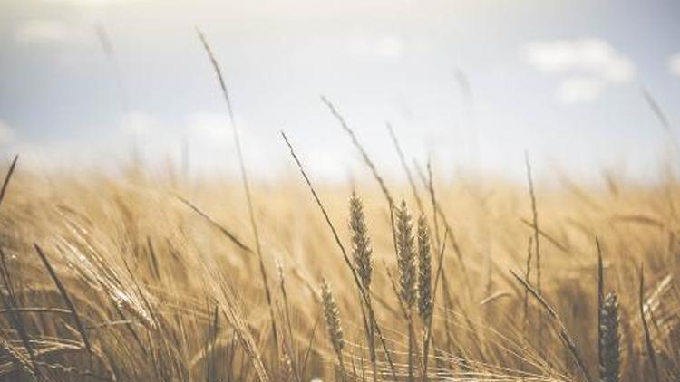 3 ülke Ukrayna tahıl ihracatı yasağını uzatıyor