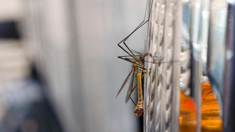 Elektrikli sivrisinek kovucular neden işe yaramıyor Zararsız binlerce böceği öldürüyoruz