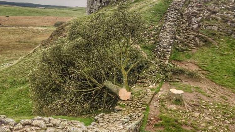 300 yıllık ağacı kesti, gözaltına alındı