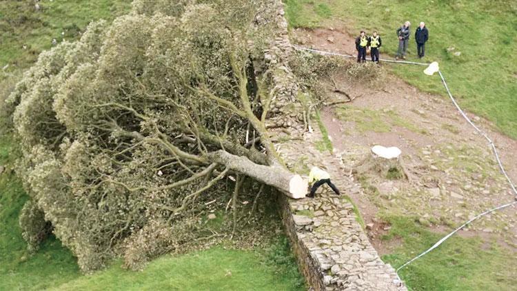 16’lık genç 200 yıllık ağacı kesti