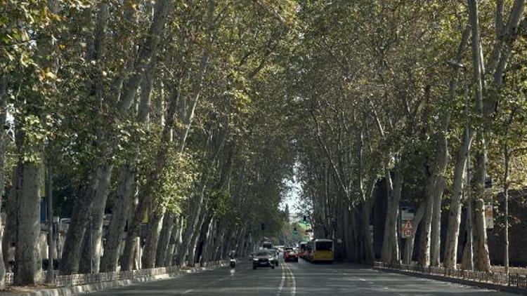 Beşiktaş Belediyesi açıkladı: Çınar ağaçları yenilendi