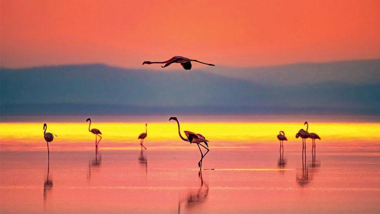 Flamingoların göçü başladı