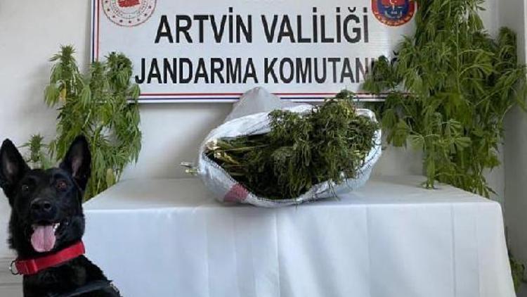 Artvinde uyuşturucu operasyonunda 1 tutuklama