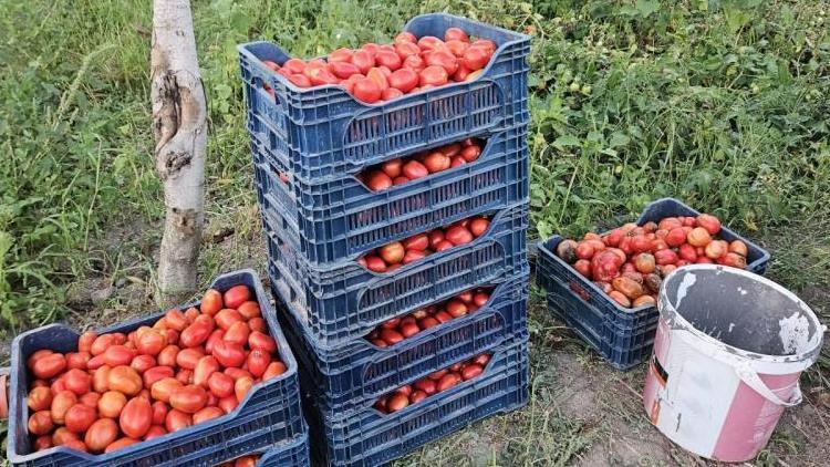 Üreticilerden domates fiyatı tepkisi