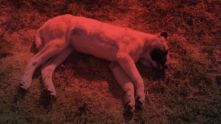 Konyada çiftliğe atılan etten yiyen 3 Kangal köpeği öldü