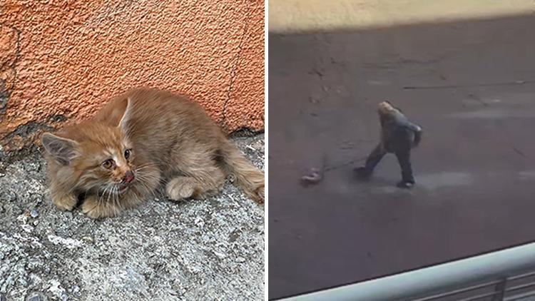 Başakşehirde tepki çeken görüntü Yavru kediyi çöpe attı