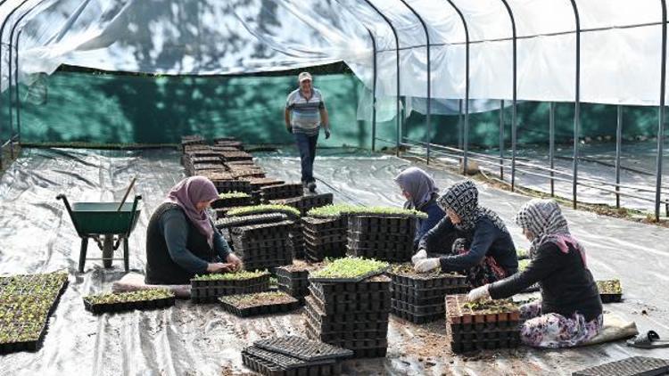 Bursa’yı süsleyen çiçekleri dağ ilçesindeki çiftçiler yetiştiriyor